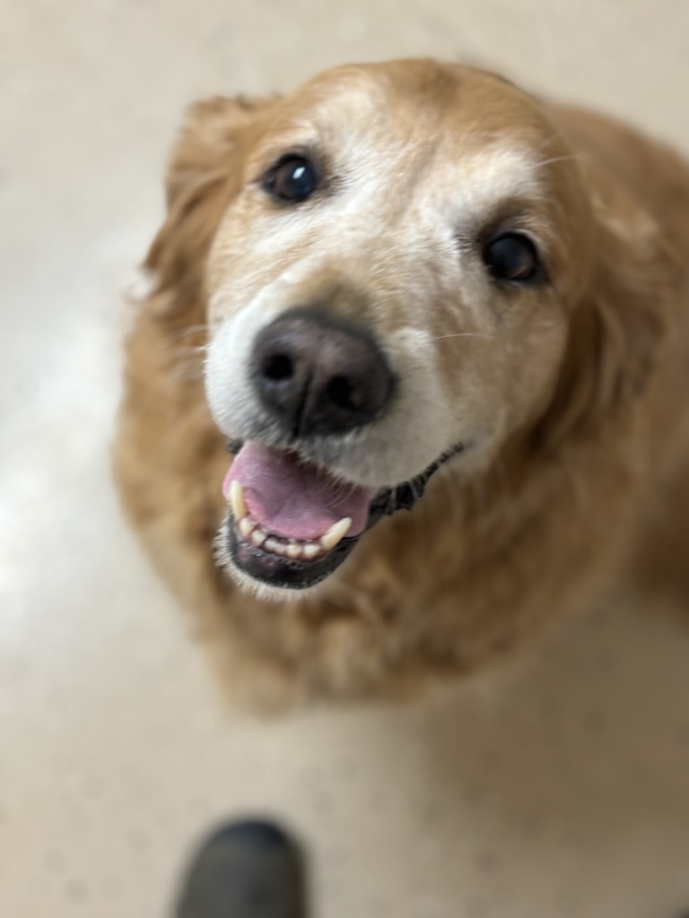 Content senior golden retriever relaxing after a fun day at Carden Kennels