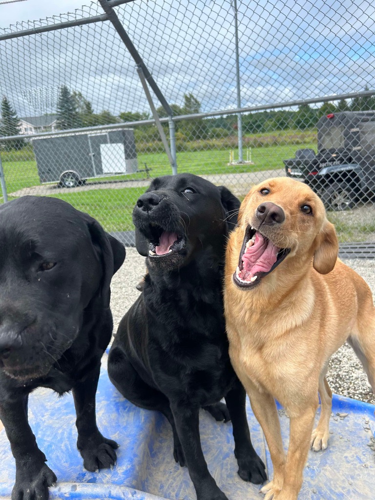 Three labrador retrievers enjoying splash pad water play at Carden Kennels daycare