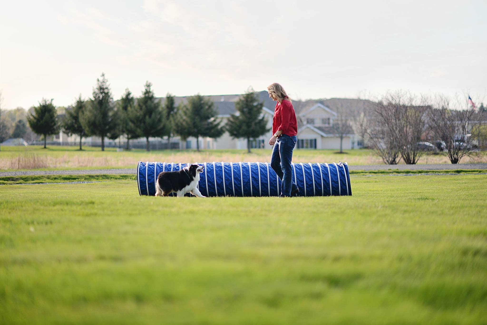 Border collie training with staff member in agility tunnel at Carden Kennels outdoor facility