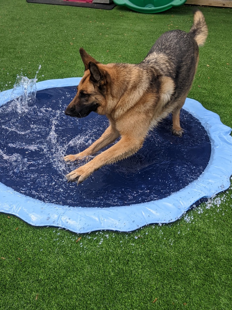 German Shepherd playing in splash pad water feature at daycare