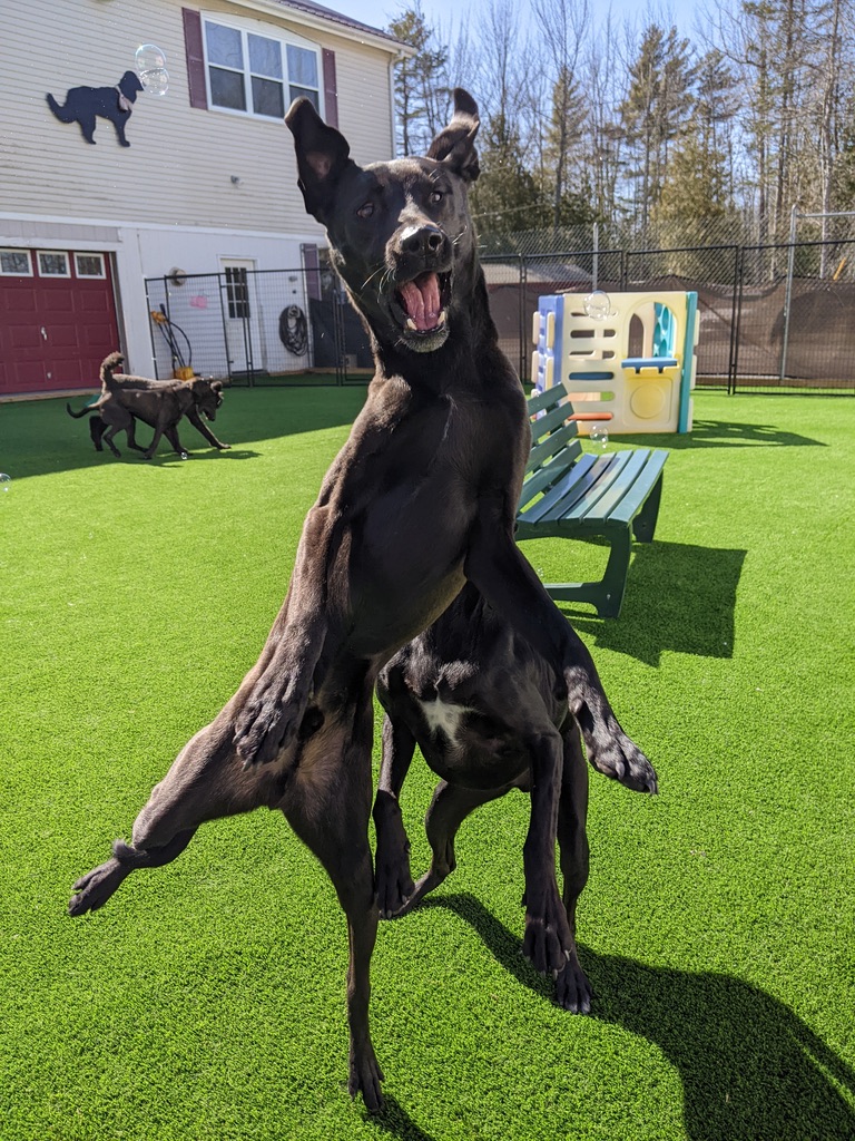 Large playful dog leaping joyfully during outdoor playtime