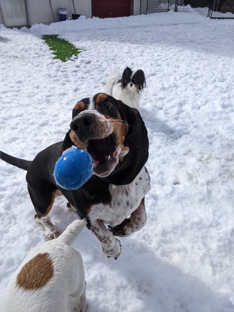 Happy golden retriever catching a ball in the snow at Carden Kennels